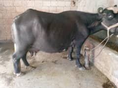 Buffalo 4kg milk