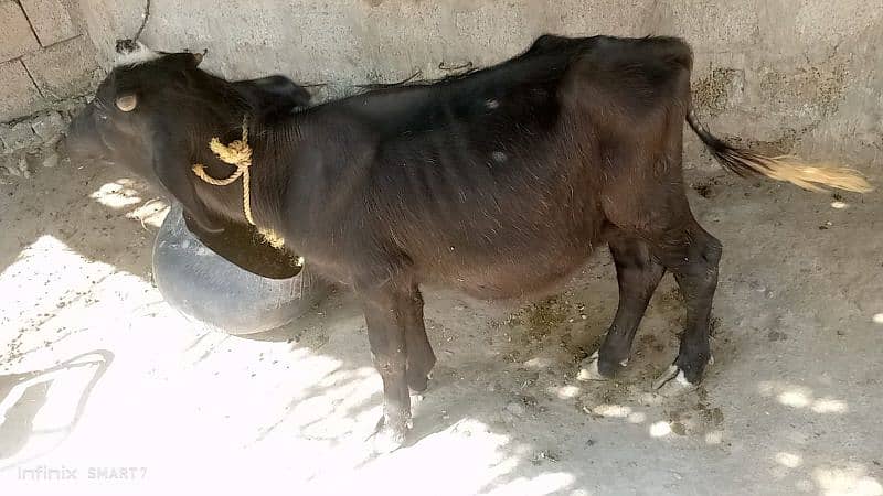 Buffalo 4kg milk 1