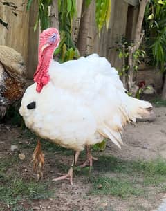 White Turkey breeder Male