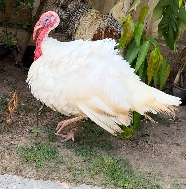 White Turkey breeder Male 1