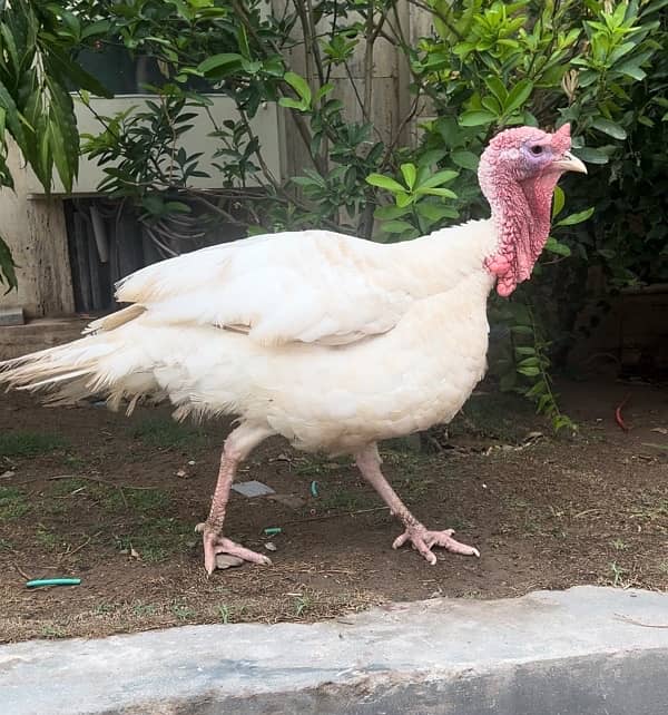 White Turkey breeder Male 2