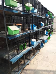 2ft×2ft cages height 1.5 ft (10 Cages) 4 portions per cage