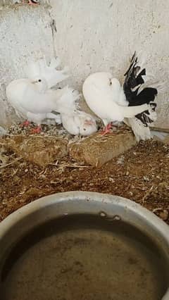 English fantail laka pigeon with chick and eggs