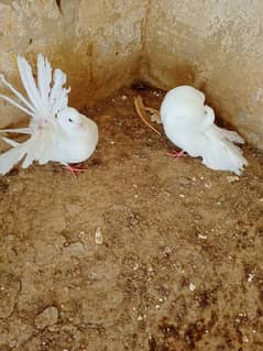 English fantail laka fancy  pigeon with chick and eggs