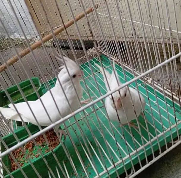 Cocktail breeding Pairs for sale Urgent. 1