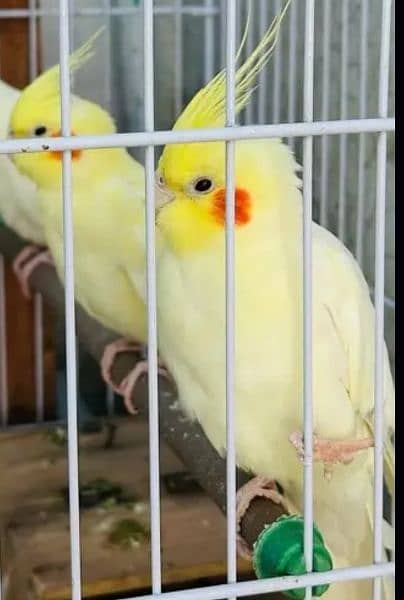 Cocktail breeding Pairs for sale Urgent. 2