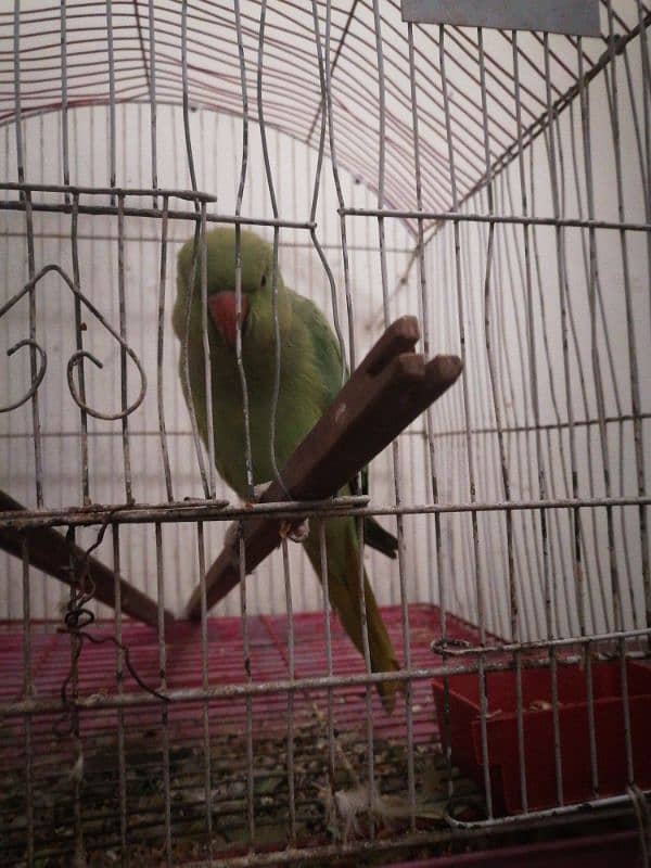 green parrot. 0