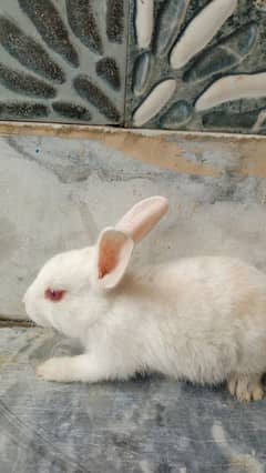 pair of rabbit for sale age 5 month