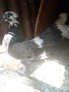 faintail piegons for sale lakkay