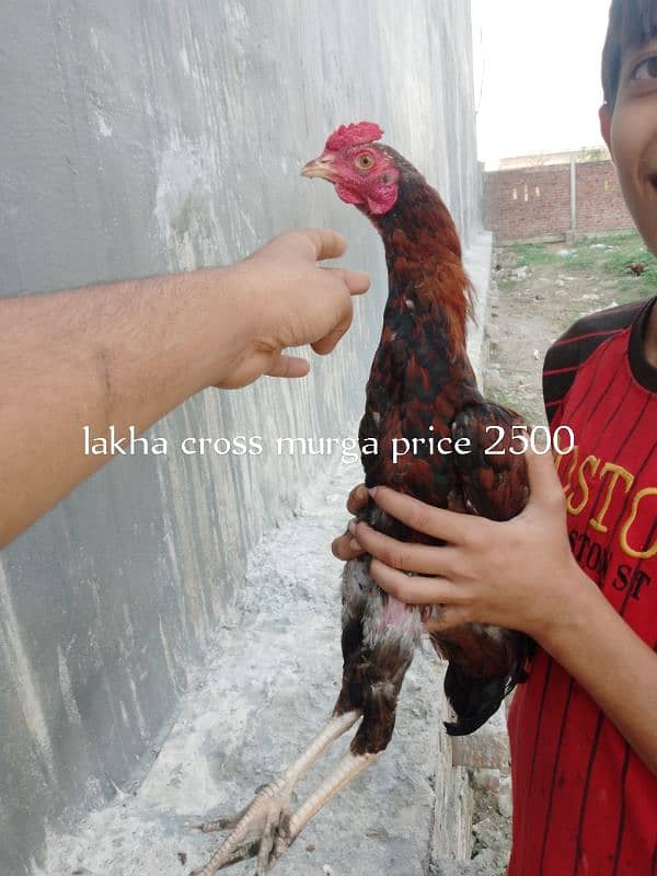 7 aseel birds for sale 1