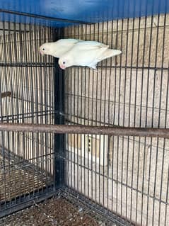 albino love birds for sale