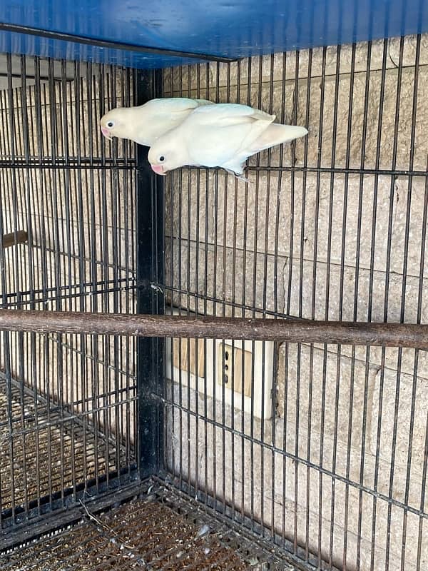 albino love birds for sale 0