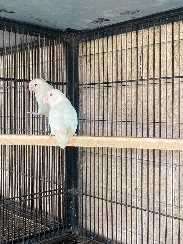 albino love birds for sale 1