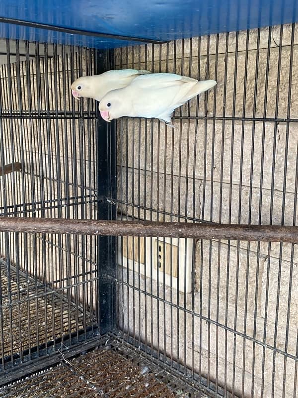 albino love birds for sale 2