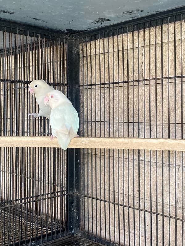 albino love birds for sale 3