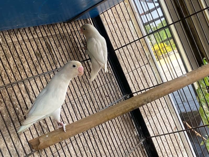 albino love birds for sale 4