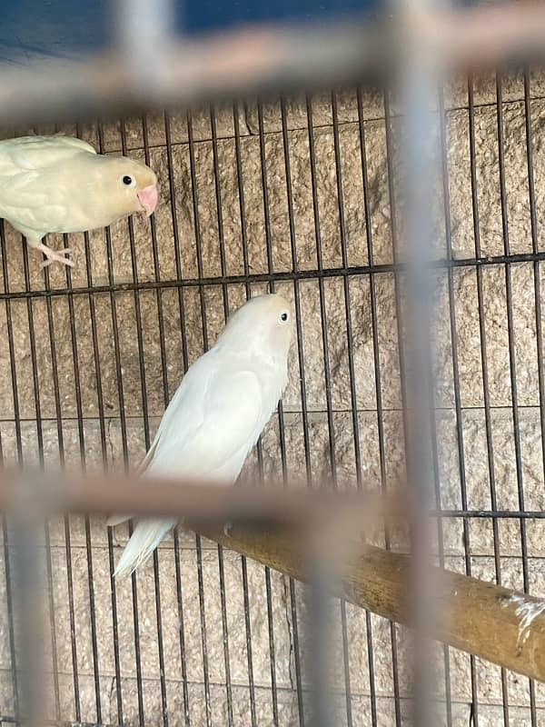 albino love birds for sale 5