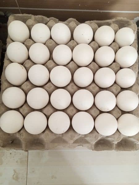 Eggs for sale 1