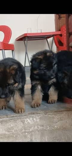 German shepherd Long coat female pup