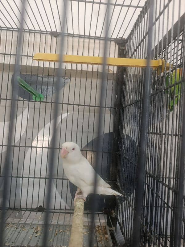 All Kind Of Love Bird Available 10