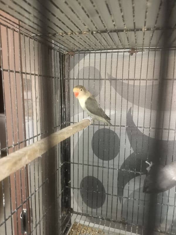 All Kind Of Love Bird Available 11