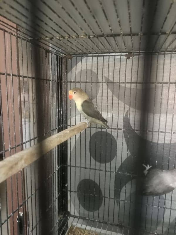 All Kind Of Love Bird Available 12