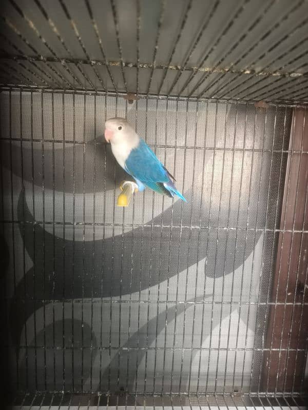 All Kind Of Love Bird Available 13