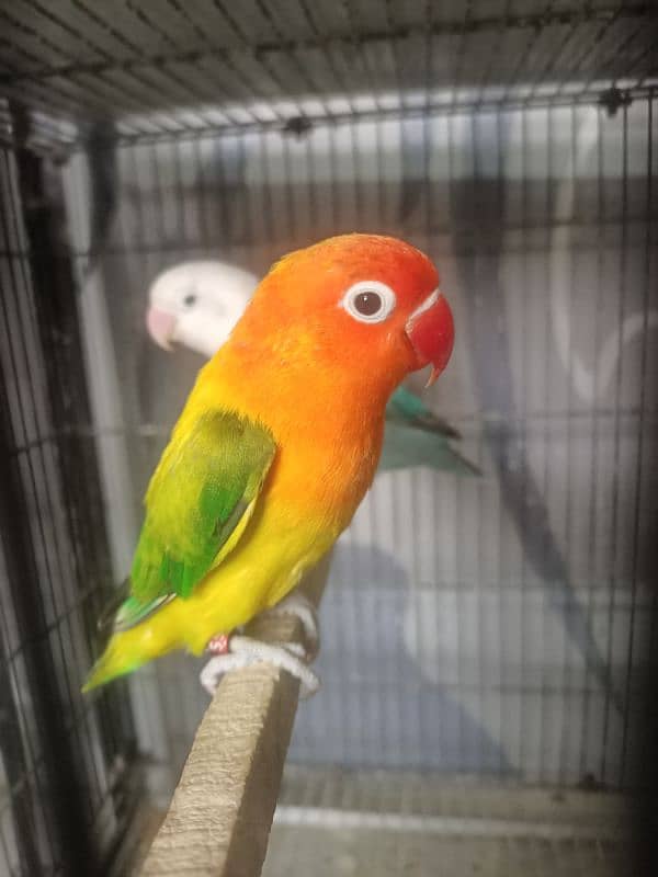 All Kind Of Love Bird Available 14