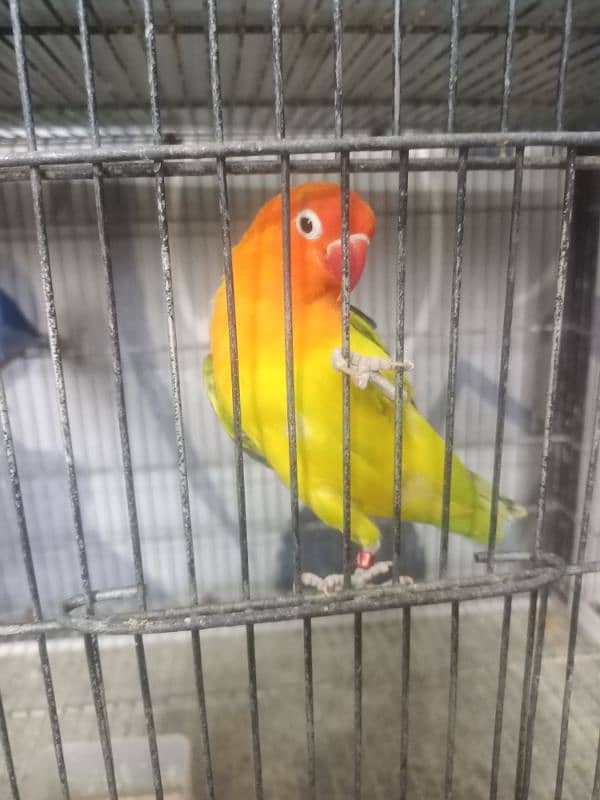 All Kind Of Love Bird Available 15