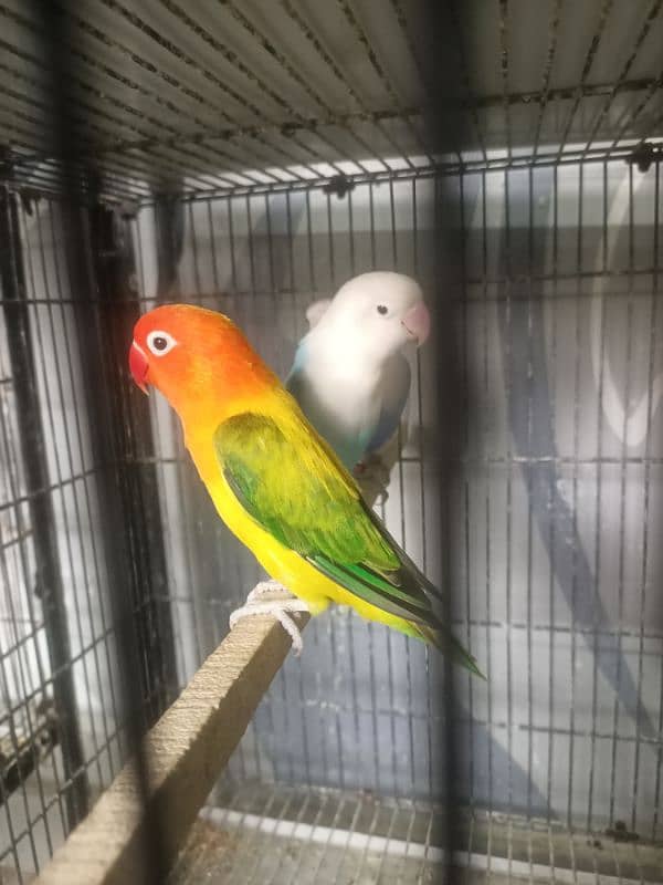 All Kind Of Love Bird Available 16