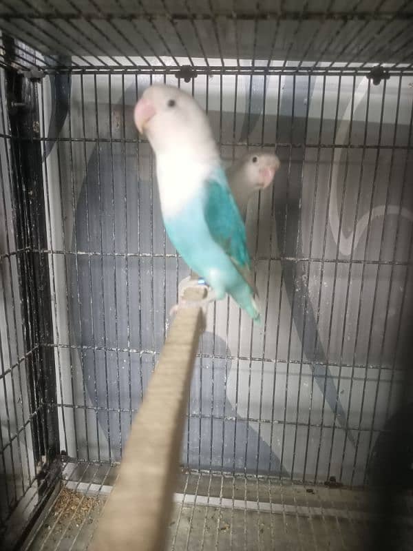 All Kind Of Love Bird Available 18