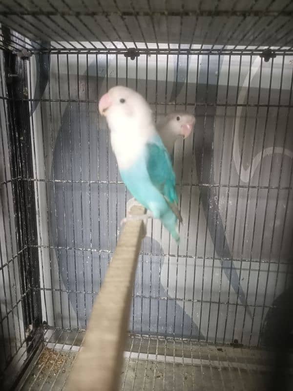 All Kind Of Love Bird Available 19