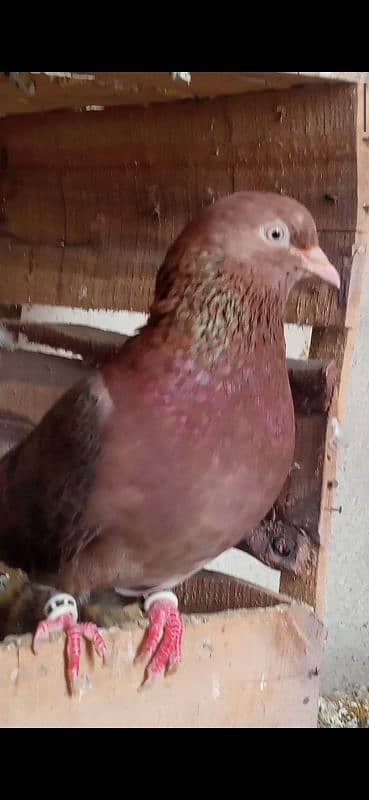 Indian breeder bachy available  NUM description m. ha call only 13