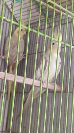 cockatiel parrots