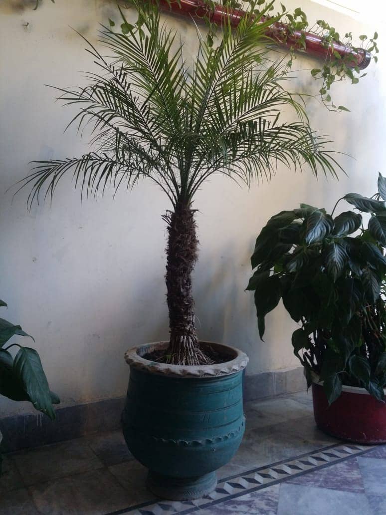 Plants For Sale(Araucaria, Kangi Palm, Pony Tail Palm, Phoenix Roebel) 2