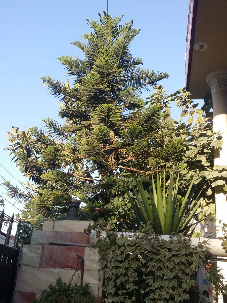 Plants For Sale(Araucaria, Kangi Palm, Pony Tail Palm, Phoenix Roebel) 3