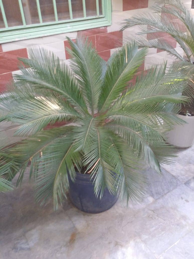 Plants For Sale(Araucaria, Kangi Palm, Pony Tail Palm, Phoenix Roebel) 5