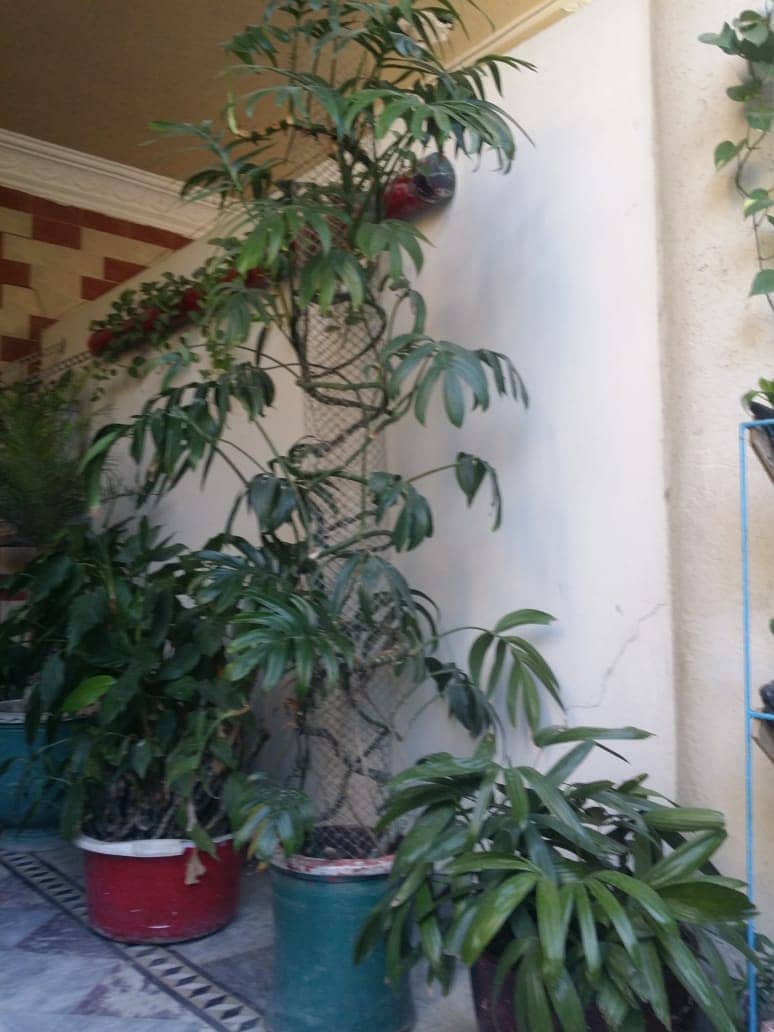 Plants For Sale(Araucaria, Kangi Palm, Pony Tail Palm, Phoenix Roebel) 7