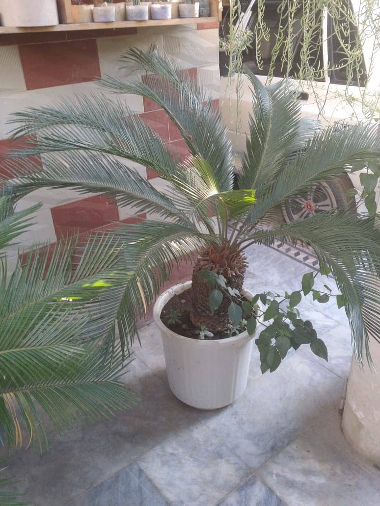 Plants For Sale(Araucaria, Kangi Palm, Pony Tail Palm, Phoenix Roebel) 8