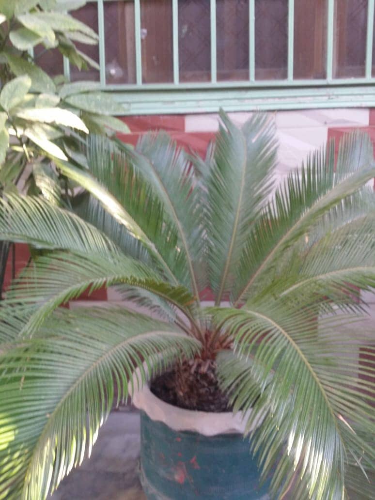 Plants For Sale(Araucaria, Kangi Palm, Pony Tail Palm, Phoenix Roebel) 10