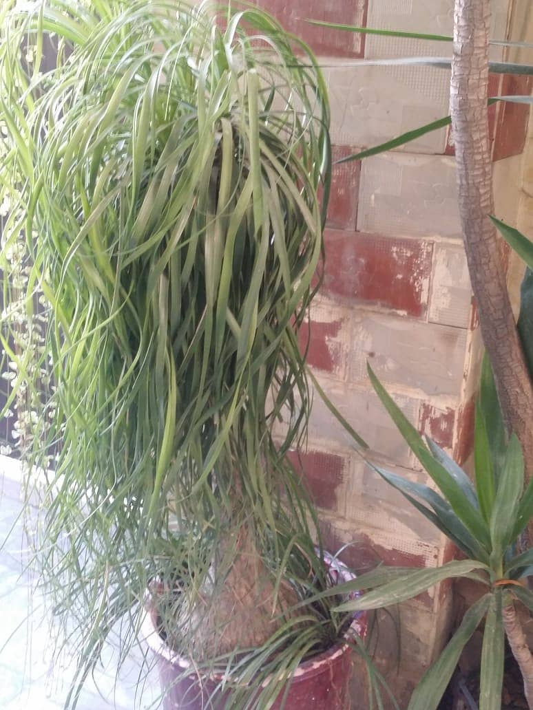 Plants For Sale(Araucaria, Kangi Palm, Pony Tail Palm, Phoenix Roebel) 12