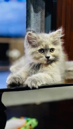 Persian Kitten Grey color