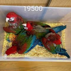 parrot for sale 0