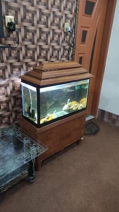 High Fin Gold Fish For Sale complete step up