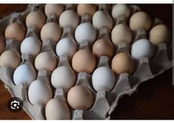 ghar ki pali murghion kay eggs pure desi