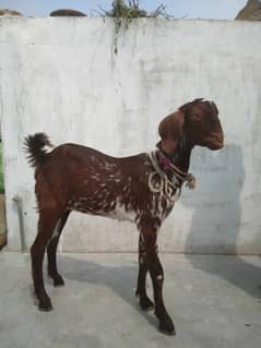 patt bakri 0