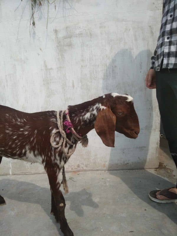 patt bakri 2