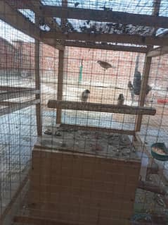 hens/birds wooden cages for sale in manawan bata pur