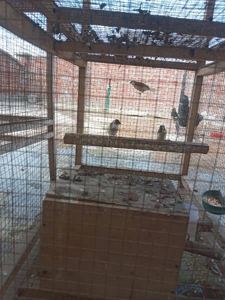 hens/birds wooden cages for sale in manawan bata pur 0