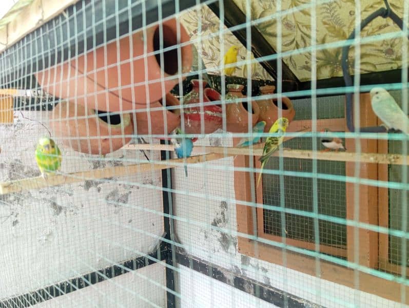 Budgie cage for sale 3